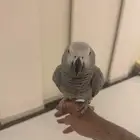 ببغاء كاسكو