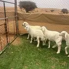 طليان حريات ( تم البيع )