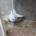 باكستاني وحشي بطل