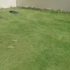 ثيل طبيعي ونخل وأشجار