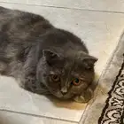 قطه سكوتش للتزاوج