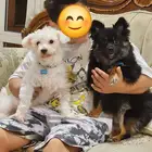 كلاب جميلة للتبني