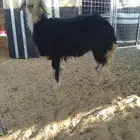 خروف ورخله