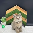 قط اسكوتش استريت اصلى