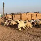بهم ضحايا