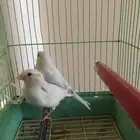 كناري