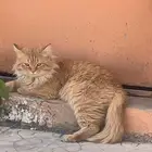 قط في حي العليا