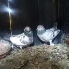 حمام باكستاني