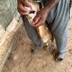 نعجة تحتها اثنين فران العيدابي