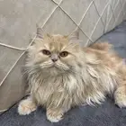 قطط شيرازي وبريتش شورت هير