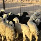 طليان ورخال تربية(تم البيع)