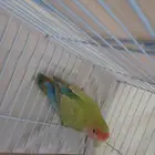 روز
