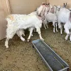تيس جذع