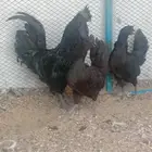 دجاج الاندونيسي الاسود