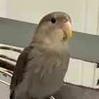 للبيع روز