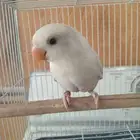 روز