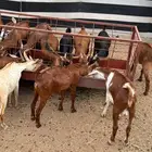 تيوس ذبايح لبانيات