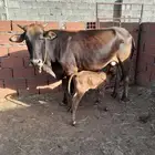 نعرض لكم بقريتين. وحده جرسيه تحتها انثى وحده هولنديه دافع