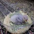 فرخ روز غر ((تم البيع))