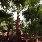 نخل واشنطن زينه للبيع الجميع المحافظات