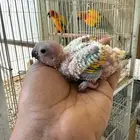 فرخ صن كنيور حجم ماشاء الله تم البيع
