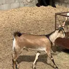 تيس جنوبي