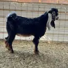 مشروع فحل عارضي صنف فاخر