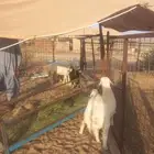 للبيع