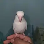 روز البينو اليف تربية عيون حمر