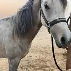 حصان
