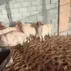 غنم نعيم دفيع شرط تم البيع