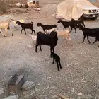 معزا عوارض ومشكله للبيع