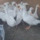 دجاج بلدي اسودصك وبط بكيني