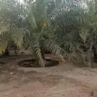 نخيل كبير