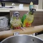 فرخ كنيور غر ((تم البيع))