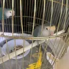 ببغاء روز 2 ازرق واخضر 180