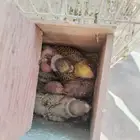 بادجي ماكينة إنتاج