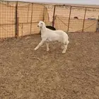 خروف هرفي حري