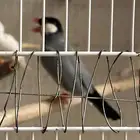 الخرج