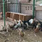 صوص دجاج عربي ترثه