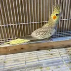 انثى كروان بيرل تم البيع