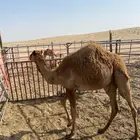 تم البيع حاشي للبيع الموقع الجبيل
