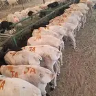 برابر صوماليه تربيه شهرين ونصف جمله وتفريد