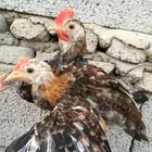 صوص دجاج عربي ترثه