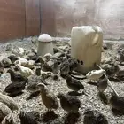 سمان