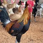 ديك عربي سيافي
