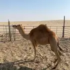 تم البيع الجبيل حاشي للبيع