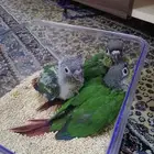 فروخ كنيور يلو سايد ((تم البيع))