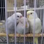 بادجي ((تم البيع))