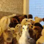 صوص فروخ دجاج بلدي